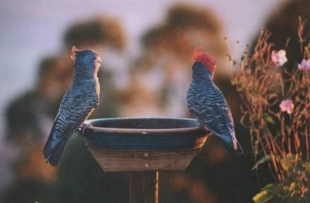 Lyrebird Cottages - Accommodation Melbourne 2