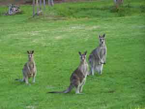 Sunway Farm B And B And Tours - Accommodation Melbourne 1