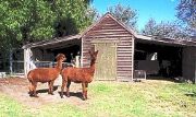 Glenfield Cottage - Accommodation Melbourne 1