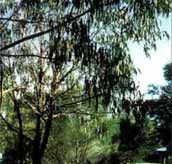 Mallacootas Shady Gully Caravan Park - Accommodation Melbourne