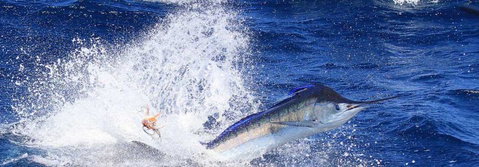 True Blue Fishing Charters - Accommodation Melbourne 6