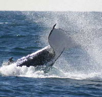 Whale Watching Sydney - Accommodation Melbourne