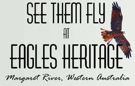 Eagles Heritage Raptor Wildlife Centre - Accommodation Melbourne 0