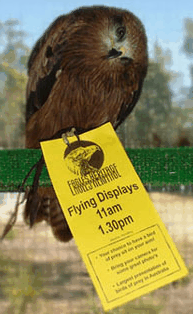 Eagles Heritage Raptor Wildlife Centre - Accommodation Melbourne 1