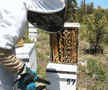 The House Of Honey - Accommodation Melbourne 0