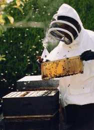 The House Of Honey - Accommodation Melbourne 3