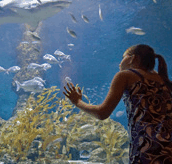The Aquarium of Western Australia - Accommodation Melbourne