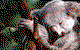 Koala And River Cruise By Mirimar Cruises - thumb 0