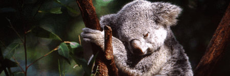 Koala and River Cruise by Mirimar Cruises - Accommodation Melbourne