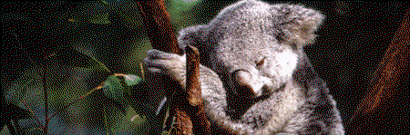 Koala And River Cruise By Mirimar Cruises - Accommodation Melbourne 0