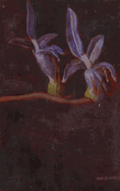 Red Hill Galleries - Accommodation Melbourne 2