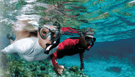 Snorkel Safari Brisbane - Accommodation Melbourne 1