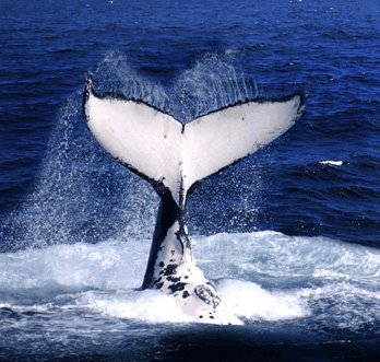 Brisbane Whale Watching - Accommodation Melbourne
