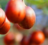 Tropical Fruit World - Accommodation Melbourne