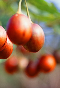 Tropical Fruit World - Accommodation Melbourne 0