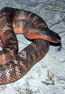 Armadale Reptile & Wildlife Centre - Accommodation Melbourne 0