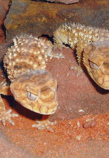 Armadale Reptile & Wildlife Centre - Accommodation Melbourne 1