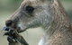 Armadale Reptile & Wildlife Centre - thumb 2