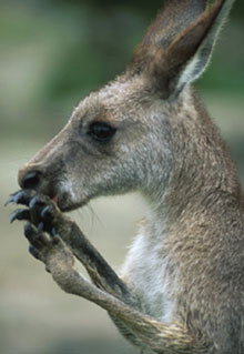 Armadale Reptile & Wildlife Centre - Accommodation Melbourne 2