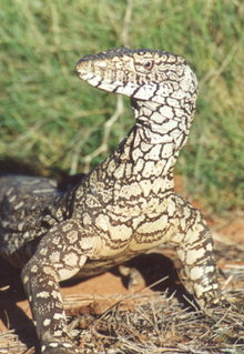 Armadale Reptile & Wildlife Centre - Accommodation Melbourne 3