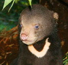 Perth Zoo - Accommodation Melbourne