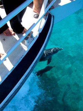 Pelican Charters - Accommodation Melbourne 0