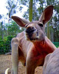 Birdland Animal Park - Accommodation Melbourne 3