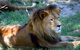 Mogo Zoo - thumb 1