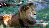 Mogo Zoo - Accommodation Melbourne 1