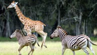 Mogo Zoo - Accommodation Melbourne 2