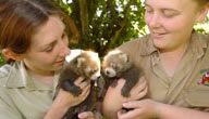 Mogo Zoo - Accommodation Melbourne 3