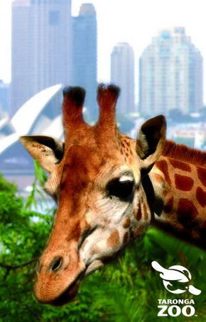 Taronga Zoo - Accommodation Melbourne 3