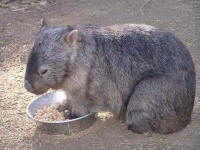 Wirrimbirra Sanctuary - Accommodation Melbourne 2