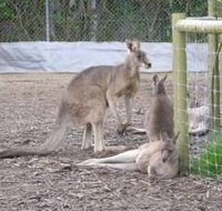 Jirrahlinga Koala  Wildlife Sanctuary - Accommodation Melbourne