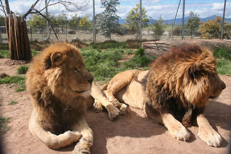 Mansfield Zoo - Accommodation Melbourne 0