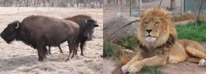Mansfield Zoo - Accommodation Melbourne 3