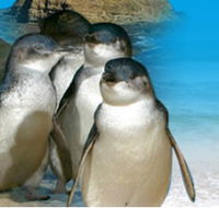 Phillip Island Penguin Parade - Accommodation Melbourne