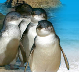 Phillip Island Penguin Parade - Accommodation Melbourne 0
