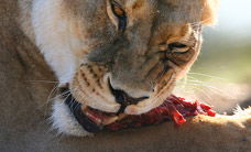 Werribee Open Range Zoo - Accommodation Melbourne 2