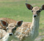 Marapana Wildlife Park - Accommodation Melbourne