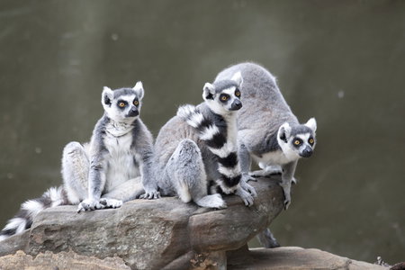 Adelaide Zoo - Accommodation Melbourne 0