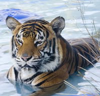 Zoo Doo Wildlife Park - Accommodation Melbourne