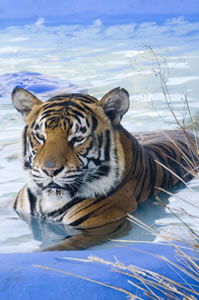 Zoo Doo Wildlife Park - Accommodation Melbourne 0