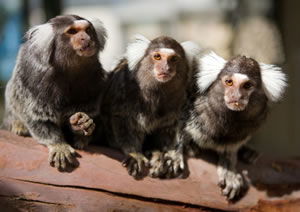 Zoo Doo Wildlife Park - Accommodation Melbourne 1