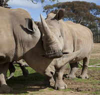 Monarto Zoo - Accommodation Melbourne