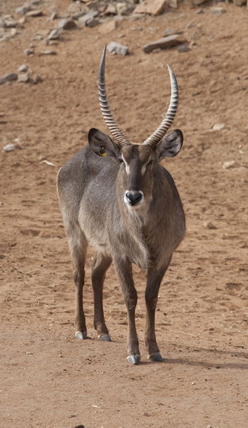 Monarto Zoo - Accommodation Melbourne 1