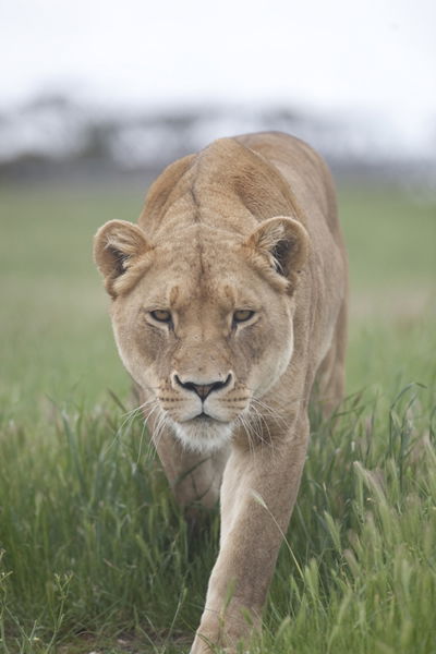 Monarto Zoo - Accommodation Melbourne 2