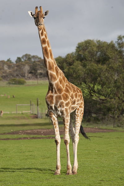 Monarto Zoo - Accommodation Melbourne 3