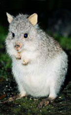 Warrawong Wildlife Park - Accommodation Melbourne 1