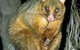 Warrawong Wildlife Park - thumb 2